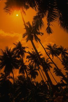 the sun is setting behind some palm trees