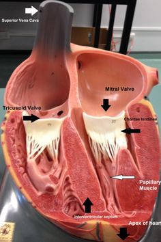 Cardiovascular System - Heart Cardiovascular System, Human Heart, Anatomy, Human