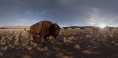 a herd of bison standing on top of a dry grass covered field under a cloudy sky