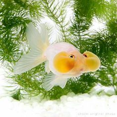 an orange and white fish with yellow eyes swimming in water next to some green plants