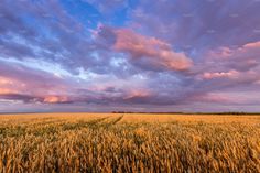 a wheat field with storm clouds in the distance and blue sky above it at sunset