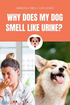 a woman with her mouth open next to a dog and the words, why does my dog smell like urne?