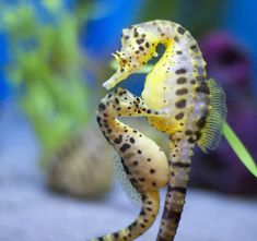 two seahorses in an aquarium looking at each other