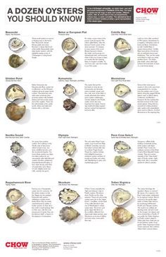 the poster shows different types of oysters in their shells, and what they look like