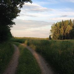 a dirt road in the middle of a field with tall grass and trees on both sides