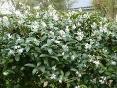 white flowers are blooming on the bush outside