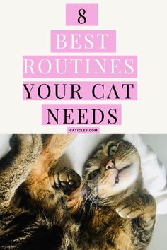 a cat laying on its back with the words 8 best routines your cat needs