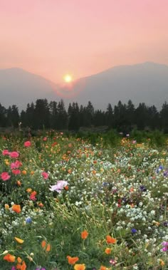 a field full of flowers with the sun setting in the distance behind them and mountains