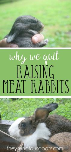 rabbits are eating out of their hands with the words why we gut raising meat rabbits