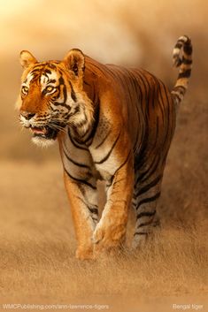 a tiger walking across a dry grass covered field