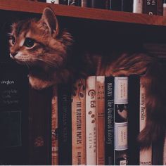 a cat sitting on top of a bookshelf next to some books in front of it