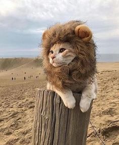 a cat wearing a lion costume sitting on top of a wooden post in the sand