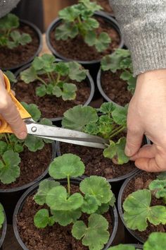 Growing Geraniums, Geranium Care, Plantarea Legumelor, Geraniums Garden, Cushion Storage, Container Gardening Flowers, Front Yard Landscaping Simple, Garden Yard Ideas, Small Backyard Patio