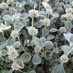 some white flowers and green leaves in the grass