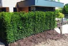 a tall green hedge next to a building