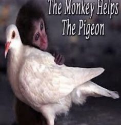 a monkey holding a white bird with the caption, the monkey helps the pigeon