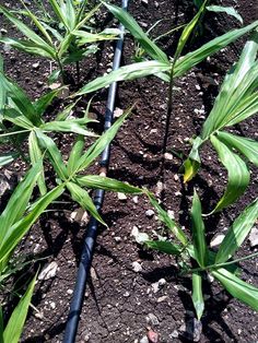 some plants are growing in the dirt