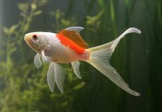 a goldfish in an aquarium looking at the camera