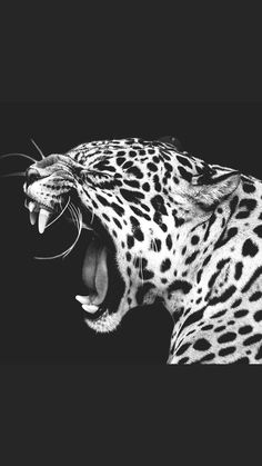 a black and white photo of a leopard with its mouth open