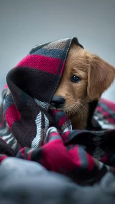 a small brown dog wrapped in a blanket