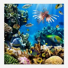 an underwater scene with corals and tropical fish