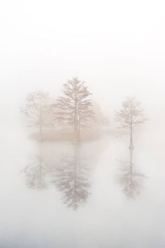 three trees in the middle of a lake on a foggy day