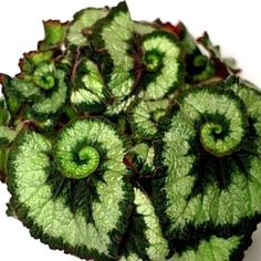 a close up of a plant with green leaves