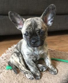 a small dog is sitting on the floor