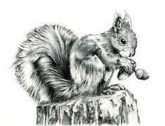 a black and white drawing of a squirrel eating an acorn on top of a tree stump