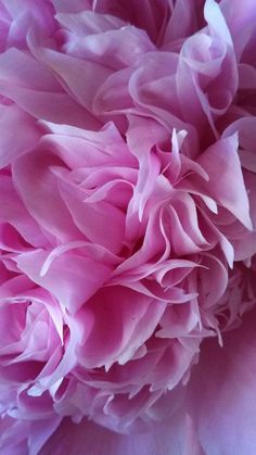 a close up view of the center of a large pink peonie flower with petals