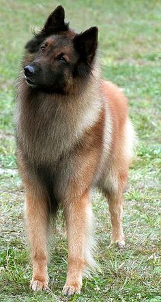 a brown and black dog standing on top of a grass covered field