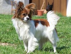 a small brown and white dog standing in the grass