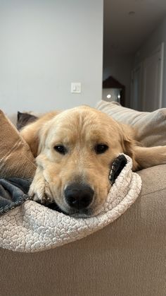 a dog laying on top of a couch with his head resting on the pillow that he is holding