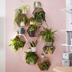 a pink wall with hexagonal shelves filled with houseplants and potted plants