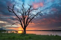 a lone tree is silhouetted against the setting sun