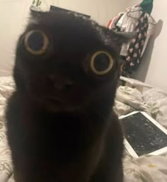 a close up of a cat on a bed with an unmade bed in the background