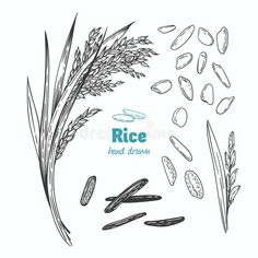 rice and grains hand drawn illustration on white background stock photo - 957982