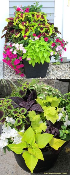 several different types of flowers in pots on the ground