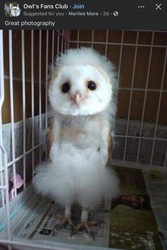 an owl is sitting in a cage and looking at the camera while it's being photographed