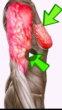 the muscles are highlighted with green arrows pointing up to their left and right sides,