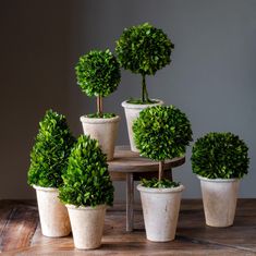 several potted plants sitting on top of a wooden table