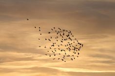 a flock of birds flying in the sky at sunset