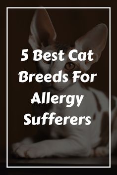 5 Best Cat Breeds For Allergy Sufferers - Tabbycatcorner Hyperallergic Cats, Non Shedding Cats, Best Cat Breeds For Allergies, Best Cat Breeds For First Time Owners, Cat Breeds Hypoallergenic, Hypoallergenic Cats, Best Cat Breeds, Balinese Cat, Allergic To Cats