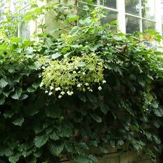 green plants growing on the side of a building