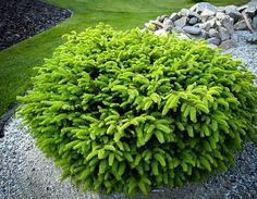 a green plant sitting in the middle of a gravel area next to rocks and grass