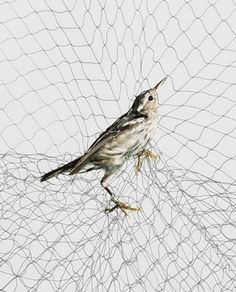 a small bird sitting on top of a net covered in wires and wire mesh netting