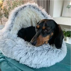 a black and brown dog laying in a bed on top of a window sill