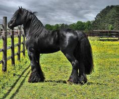 a large black horse standing next to a wooden fence in a green field with yellow flowers