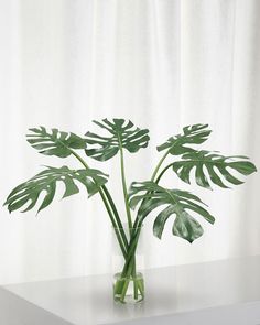 a plant in a glass vase on a white countertop against a curtained background