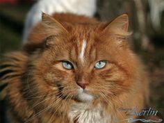 an orange and white cat with blue eyes looking at the camera while standing in front of a tree